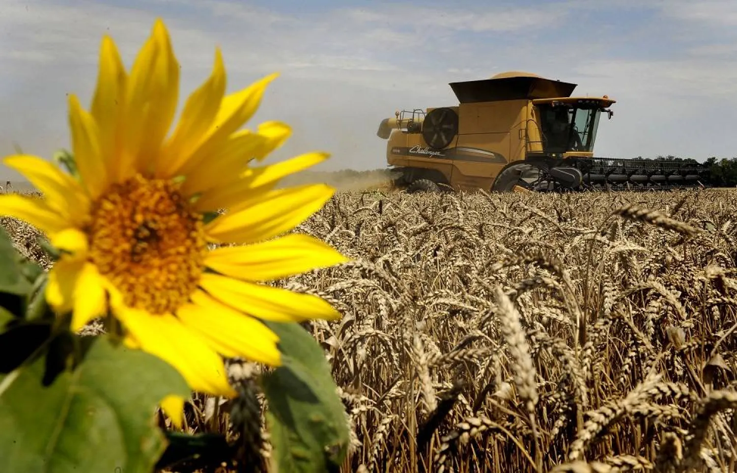 Farmers bring in the harvest with their combine harvester on a wheat field in the southern Russian Krasnodar region on July 19, 2011. (AFP)