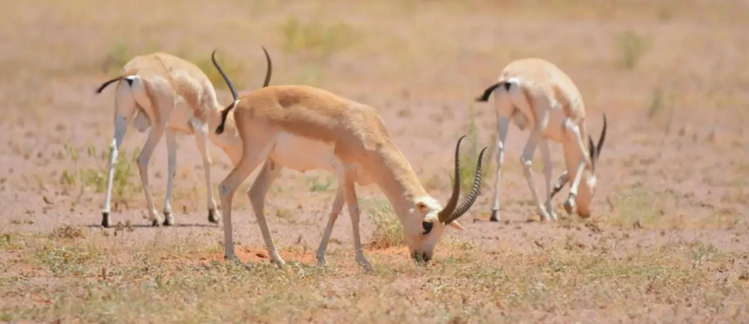 تزايد أعداد الغزلان بعدة مواقع في نطاق المحمية، في مؤشر إيجابي على نجاح المبادرات (واس)