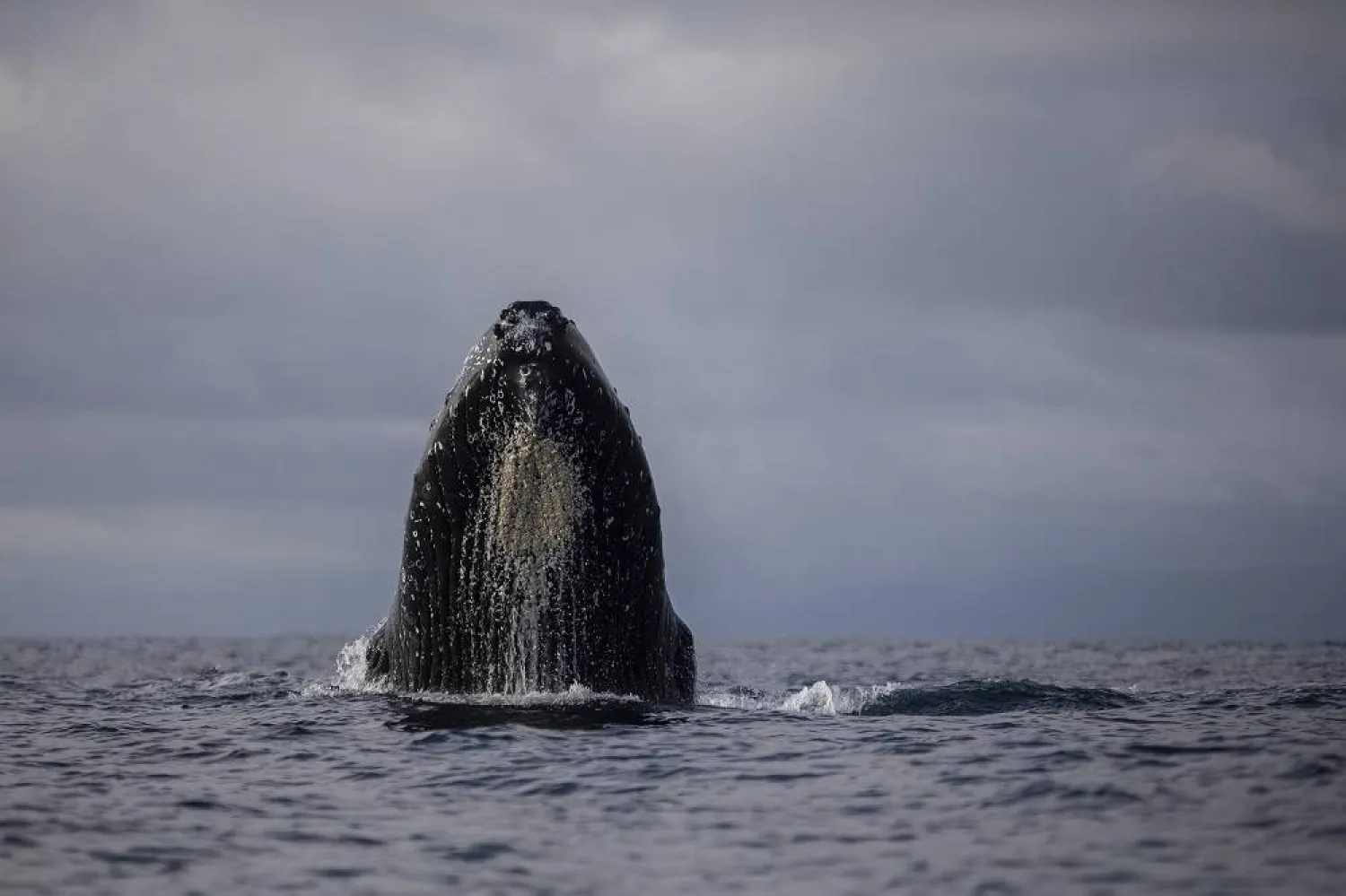 A humpback whale surfaces in the waters of Bahia Solano, Colombia, Tuesday, Aug. 29, 2023. (AP)