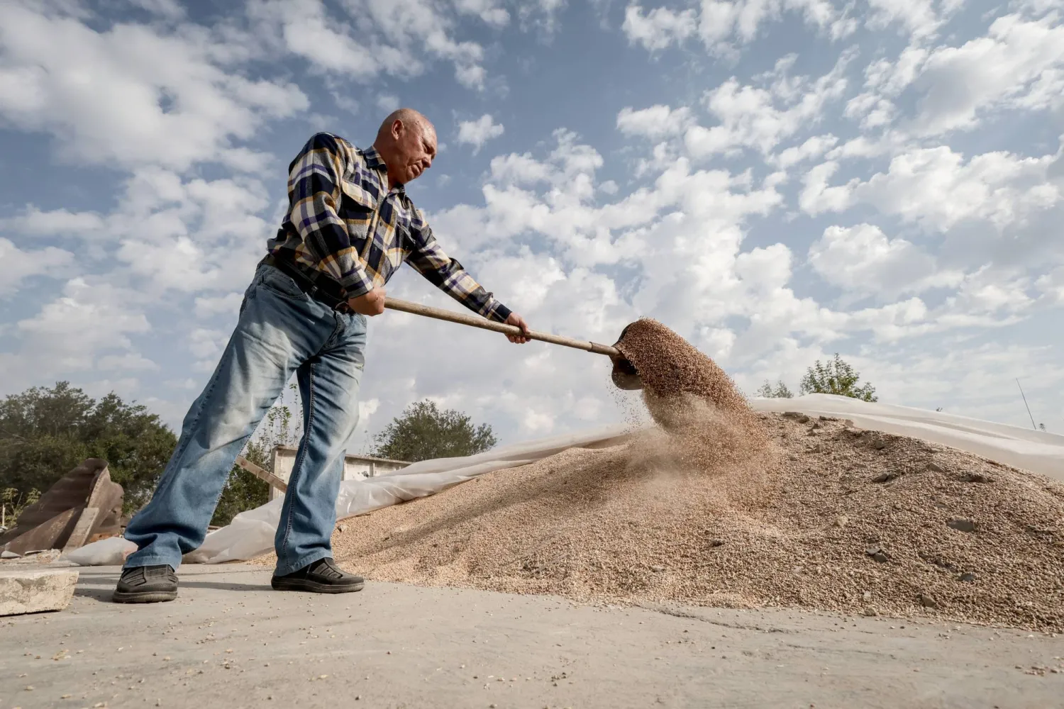 من داخل مزرعة قمح أوكرانية (أرشيفية - إ.ب.أ)