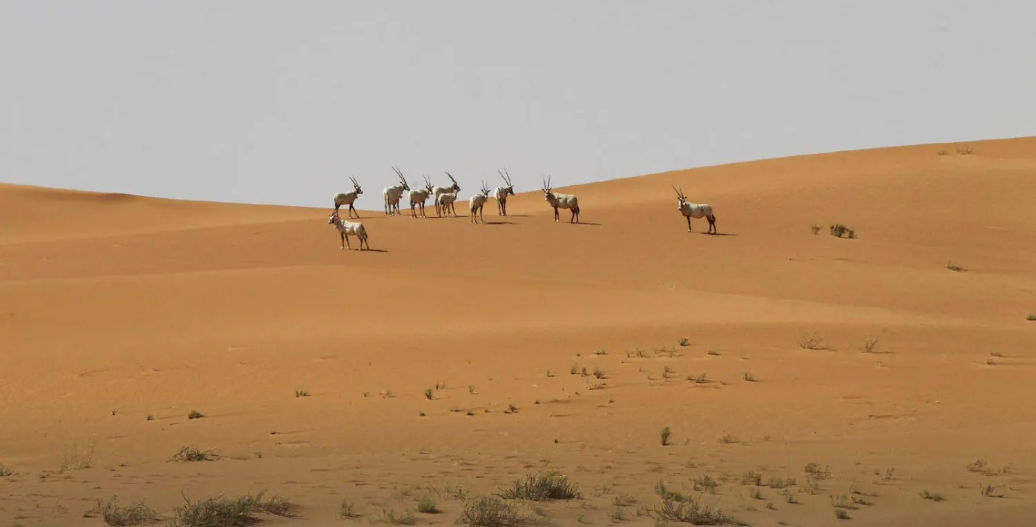 نجحت السعودية في تسجيل محمية عروق بني معارض التي تقع على الحافة الجنوبية الغربية للرّبع الخالي في السعودية (الثقافة السعودية)