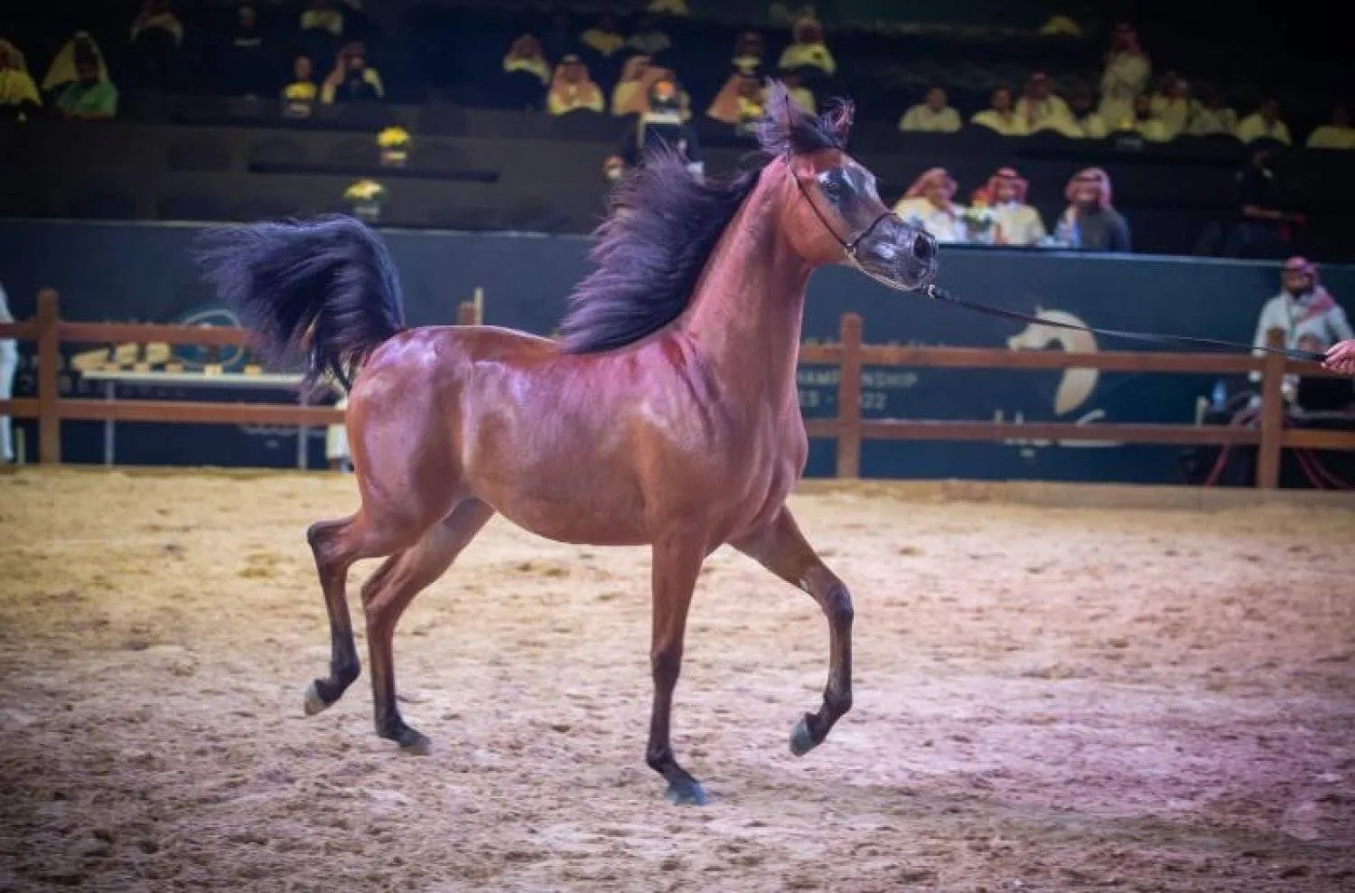 تقام البطولة 11 أكتوبر المقبل (الشرق الأوسط)