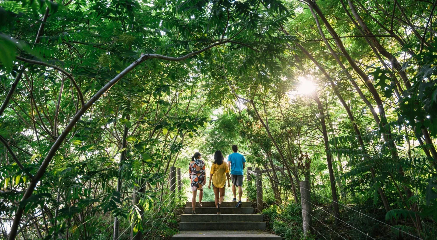 الأشجار تقلل من حدة موجات الحر 