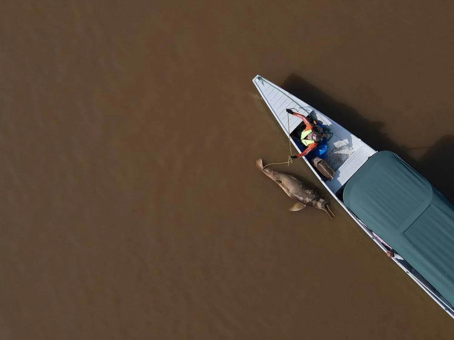 A dead dolphin is seen at the Tefe lake, affluent of the Solimoes river that has been affected by the high temperatures and drought in Tefe, Amazonas state, Brazil, October 1, 2023. (Reuters)