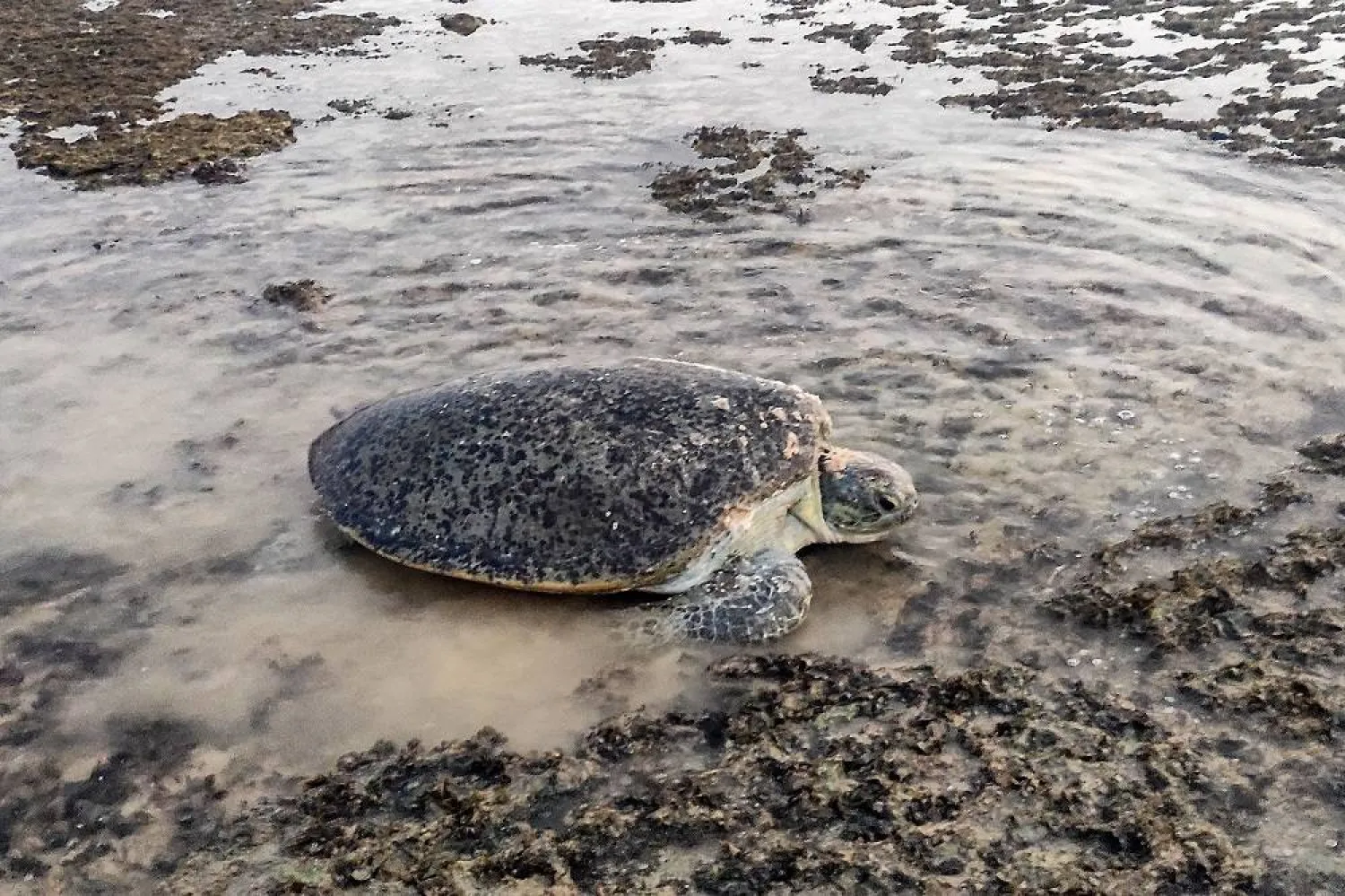 A turtle arrives to nest on a beach in Yemen's Mahra province, near the border with Oman on June 10, 2023. (AFP)