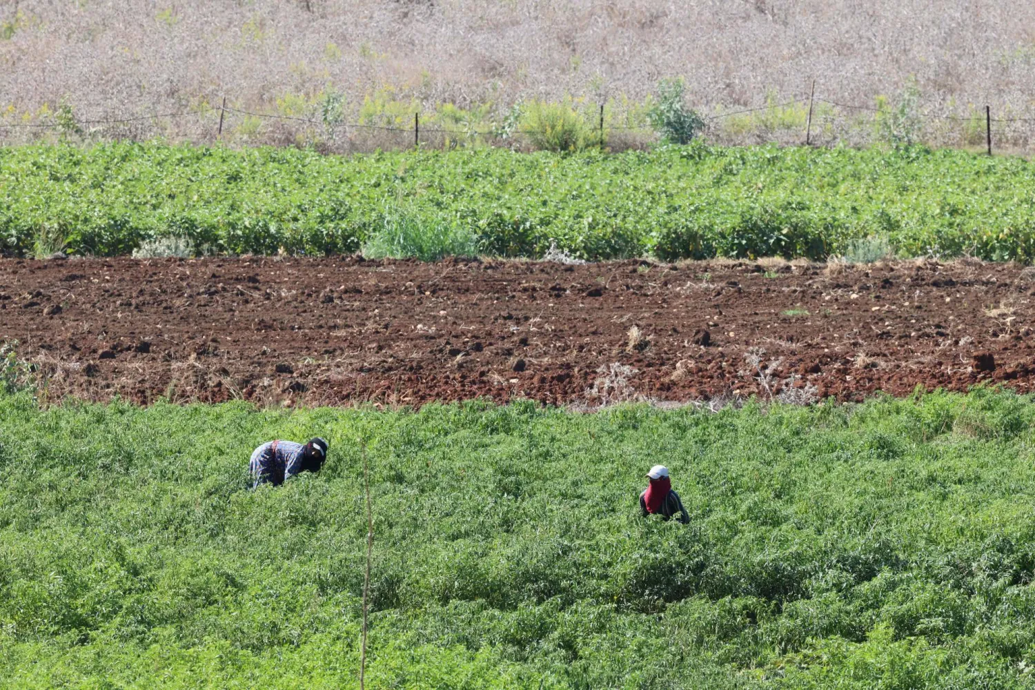 مزارعون لبنانيون في حقولهم في بلدة الخيام في المنطقة الحدودية المحاذية لإسرائيل (أ.ف.ب)