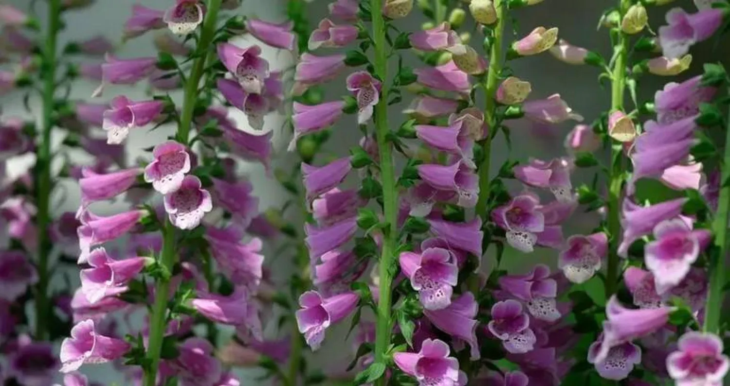 هل يمكن أن يسبب نبات «قفازات الثعلب» نوبة قلبية حقًا ؟!