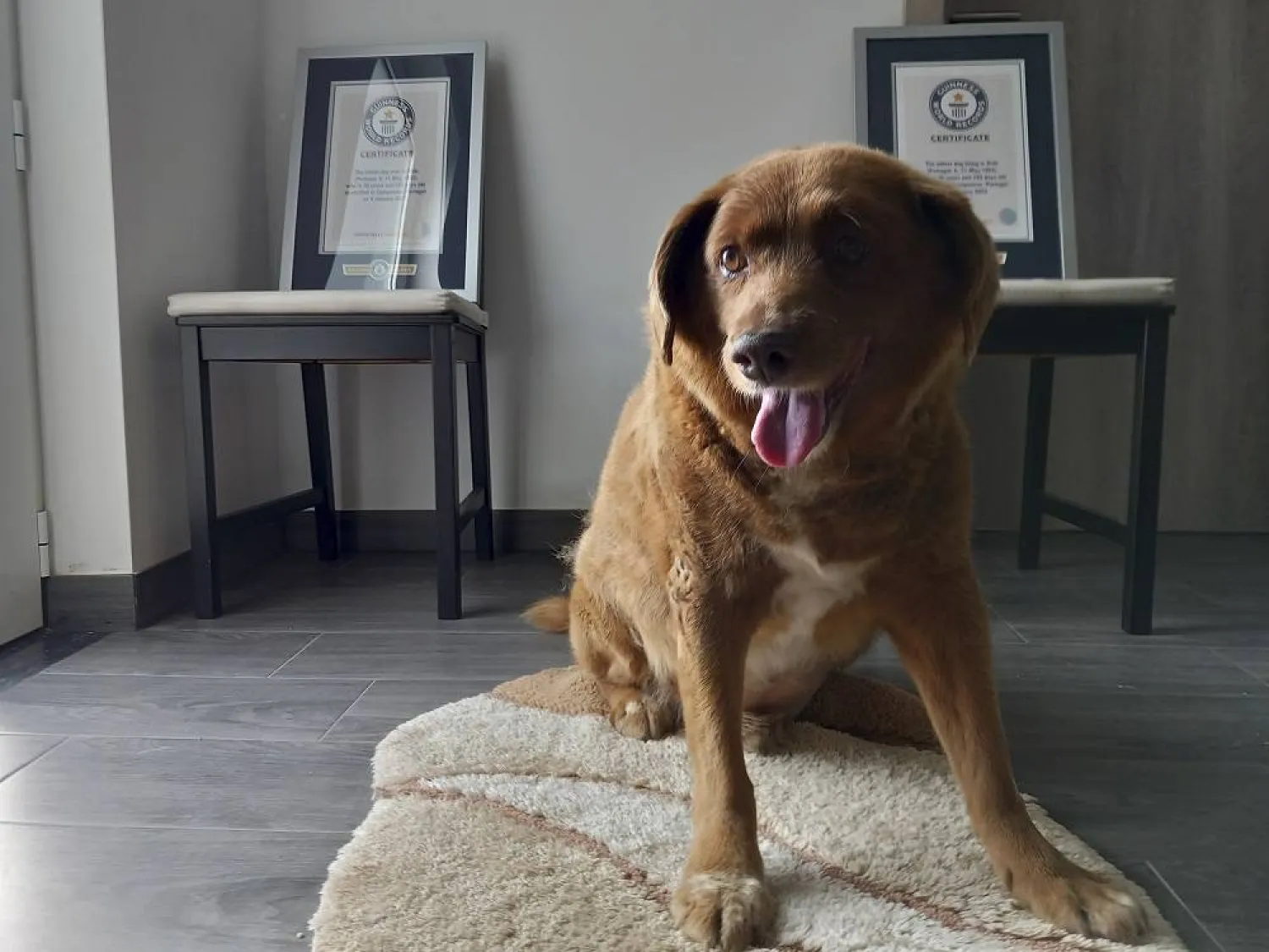 Bobi, a purebred Rafeiro do Alentejo Portuguese dog, poses for a photo with his Guinness World Record certificates for the oldest dog, at his home in Conqueiros, central Portugal, Saturday, May 20, 2023. (AP)