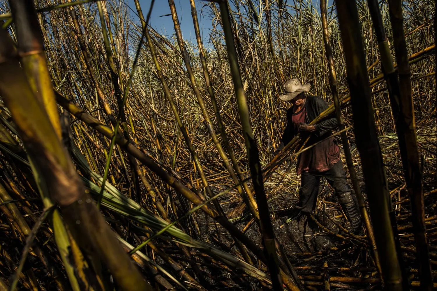 حرق مخلفات قصب السكر يهدد صحة العمال الزراعيين (بابليك دومين)