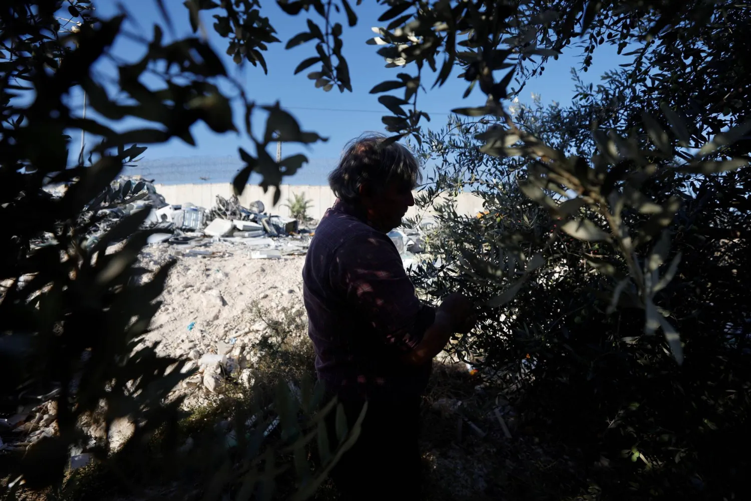 فلسطيني يقطف الزيتون بالقرب من الخليل في الضفة الغربية (رويترز)