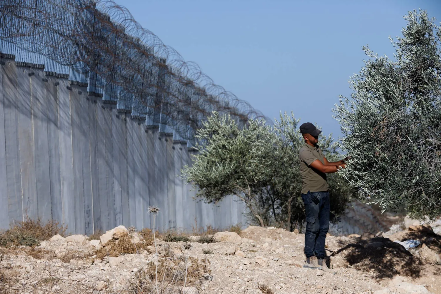 فلسطيني يقطف الزيتون نحو الجدار الإسرائيلي قرب الخليل الخميس الماضي (رويترز)