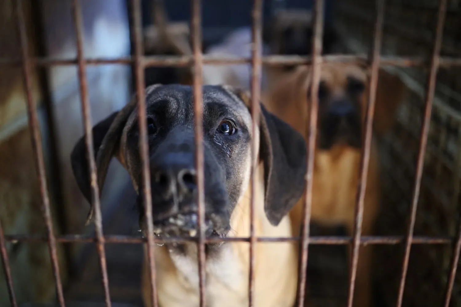 Kore'de köpek eti tüketiminin tarihi çok eskilere dayanıyor ve sıcak havalardan korunmanın bir yolu olarak görülüyor (Reuters)