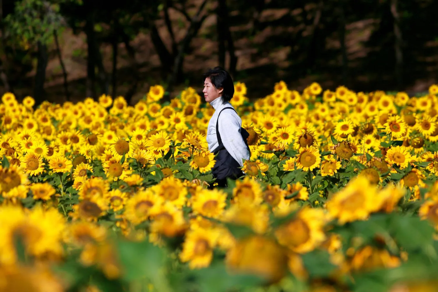 امرأة تمشي بين زهور دوار الشمس بحديقة في شنيانغ (أ.ف.ب)