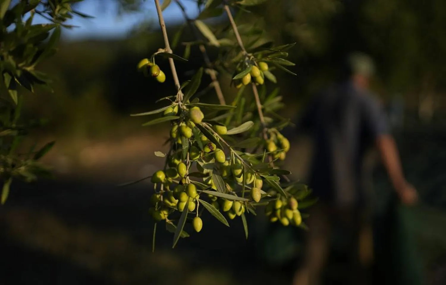 Olives hang on a tree during the harvest period in Spata suburb, east of Athens, Greece, Monday, Oct. 30, 2023. (AP)