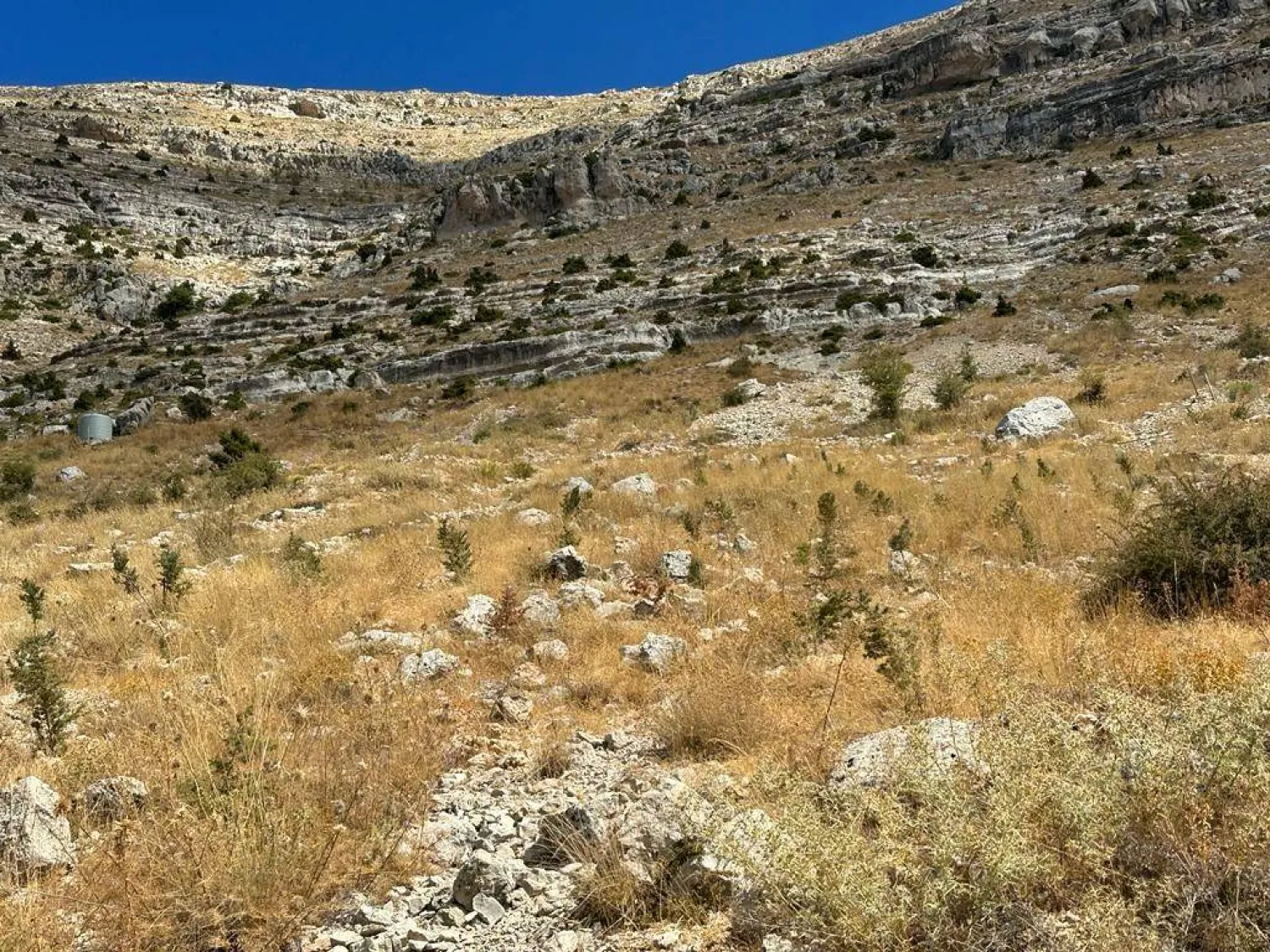 زُرع حتى الآن 400 شجرة أرز في غابة إهدن (مبادرة العودة إلى الجذور)