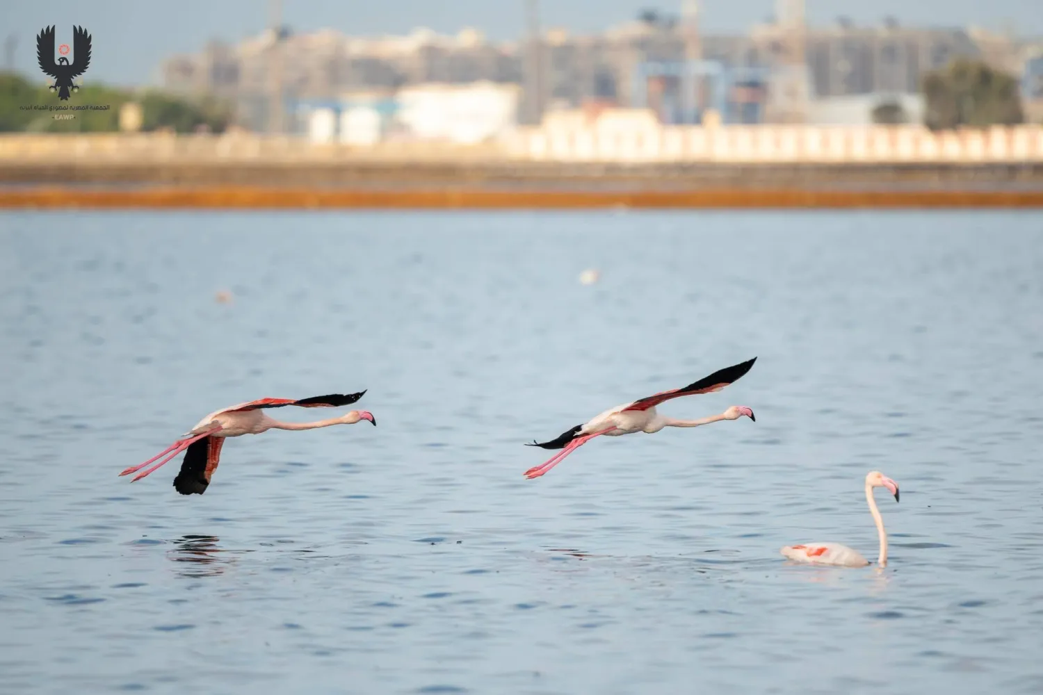 بحيرات بورسعيد تحتضن «الفلامنغو» (تصوير: أحمد الششتاوي)