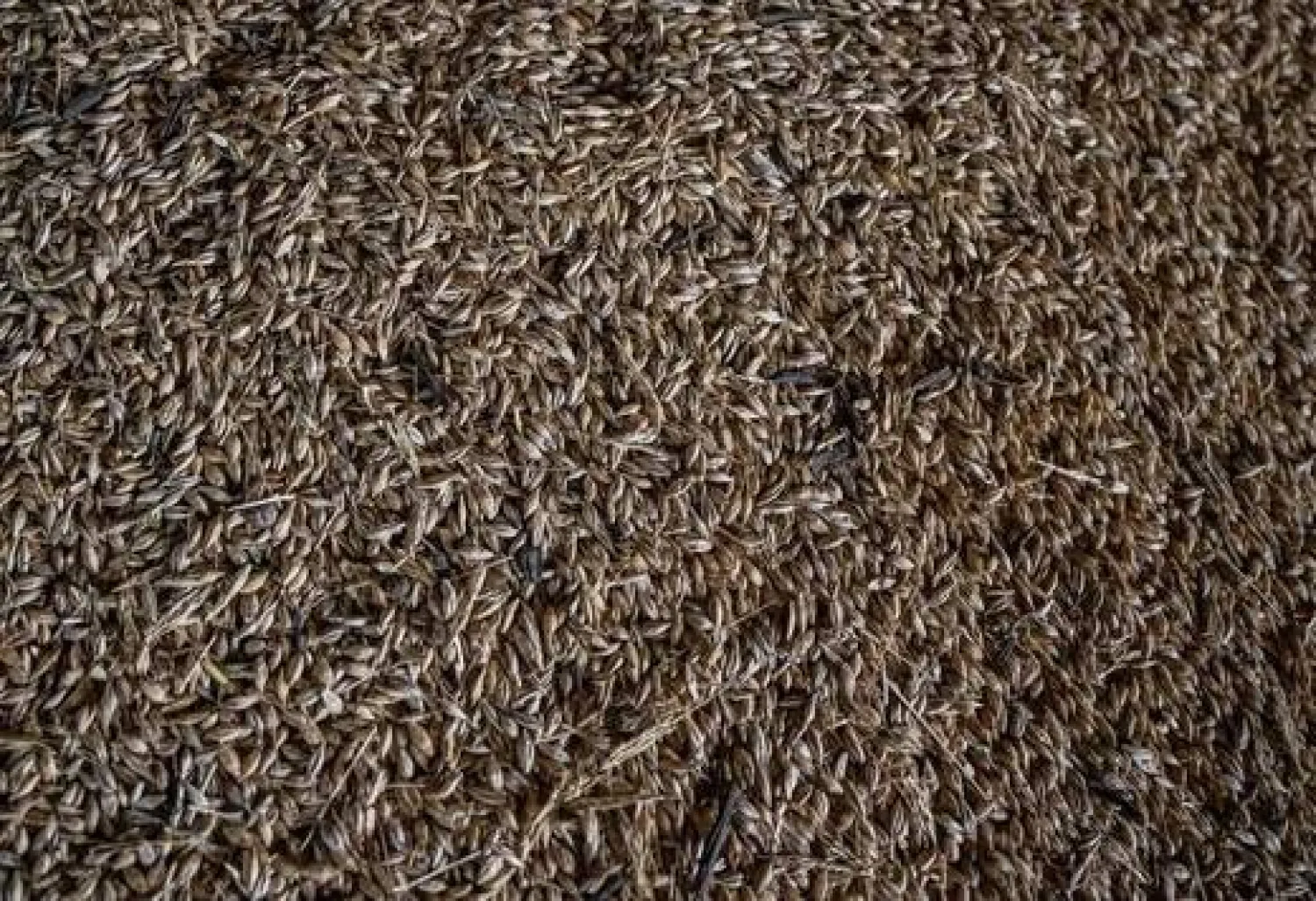 7 فوائد صحية مذهلة للكمّون