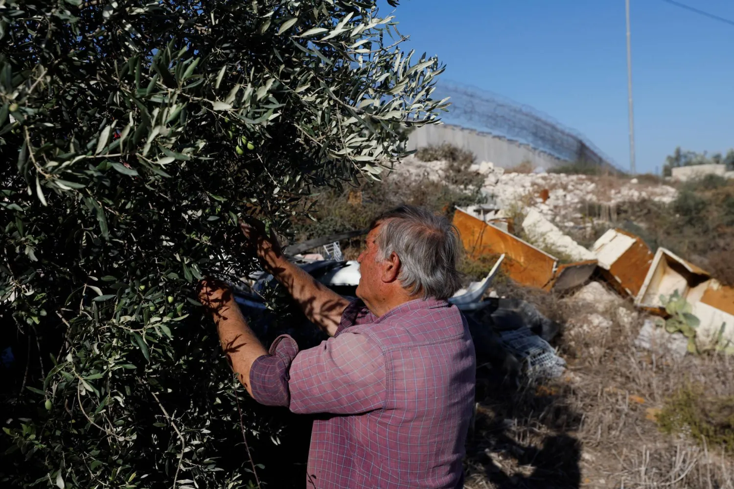 فلسطيني يقطف الزيتون قرب الخليل (رويترز)