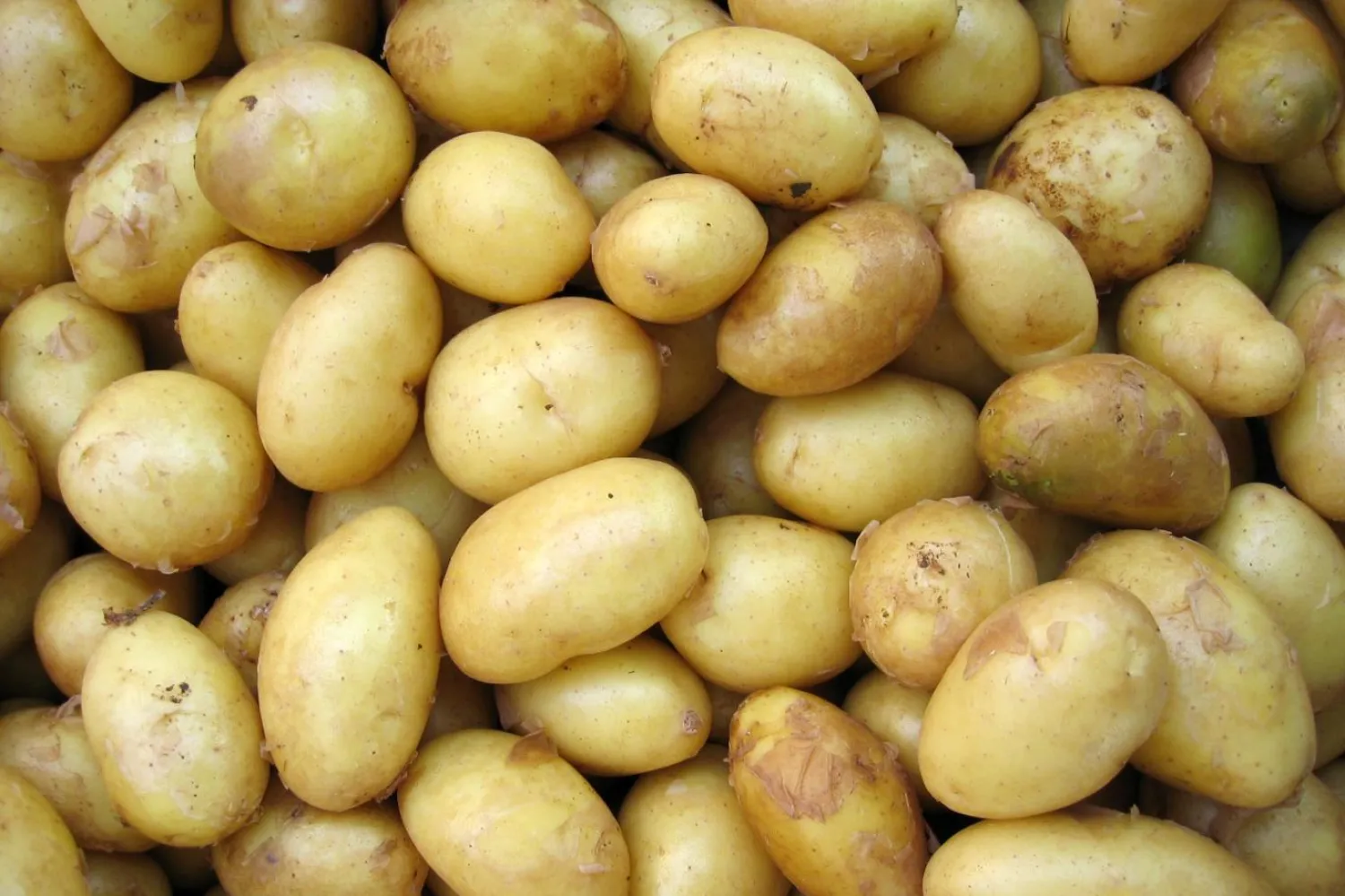 Eski Sovyet ülkesinin en çok ürettiği mahsul patates (Unsplash)