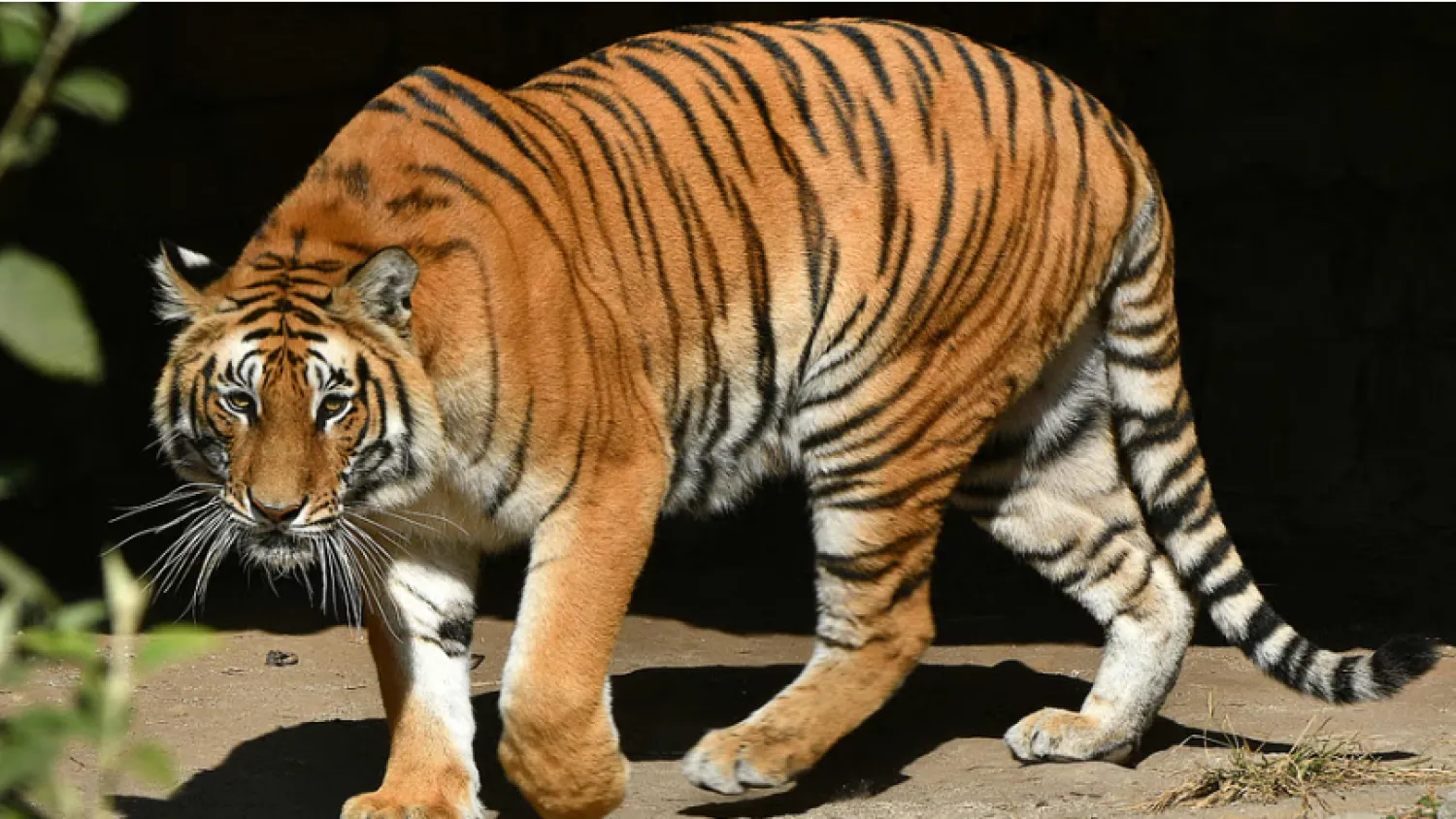 النمر قادر على مهاجمة إنسان حتى الموت (أ.ف.ب)