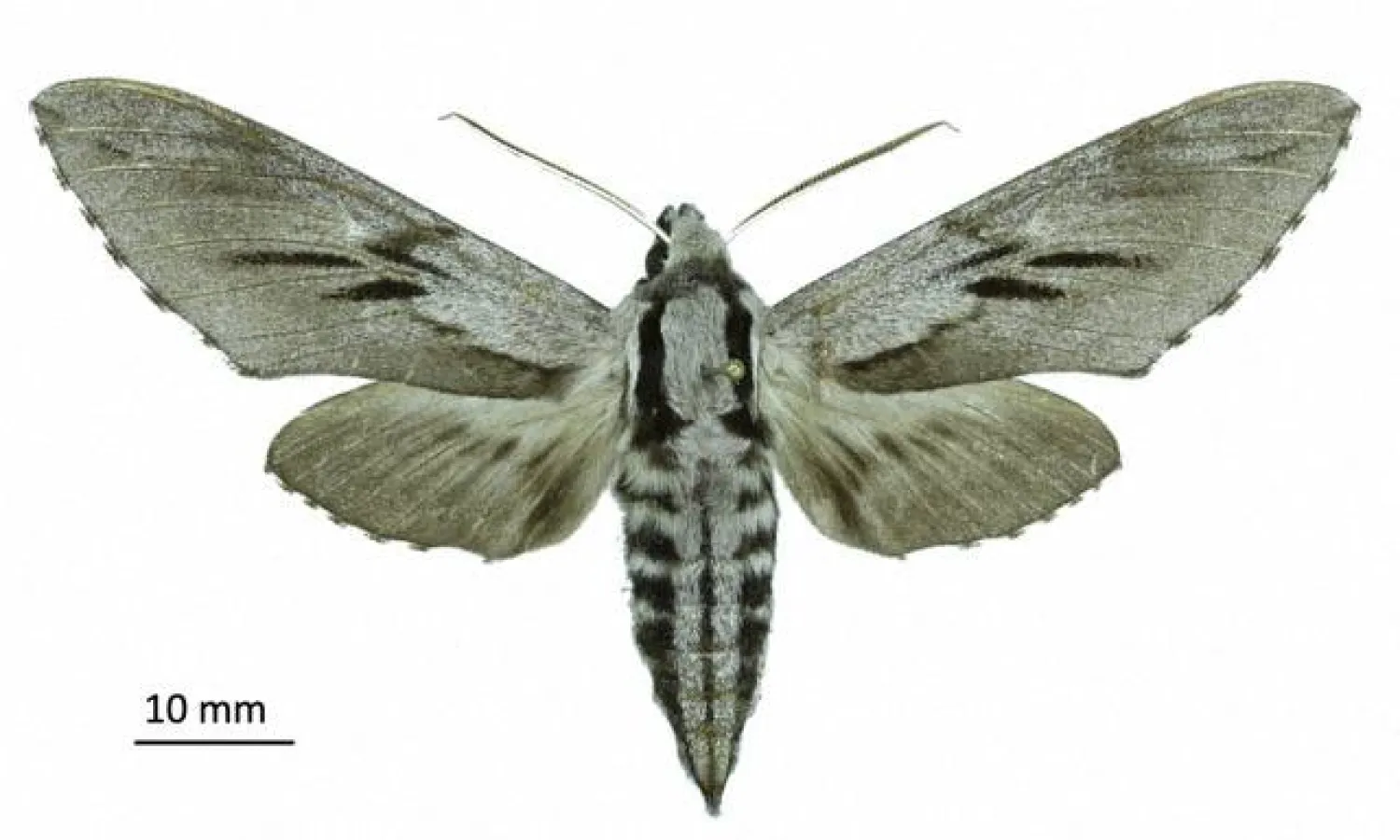 من الحشرات المُكتشَفة لأغراض علمية في كورسيكا (أ.ف.ب)