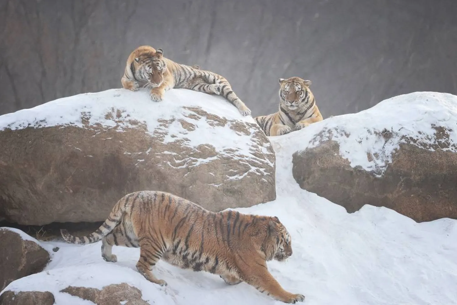 In this photo taken on December 17, 2023, Siberian tigers relax in their enclosure after a snowfall at the Siberian Tiger Park in Hailin, in China's northeast Heilongjiang province. (AFP)