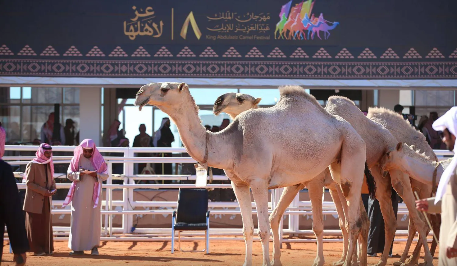 لحظة عرض «المنقّيات» المشاركة على لجنة التحكيم وسط ترقّب للملّاك والجماهير (نادي الإبل)