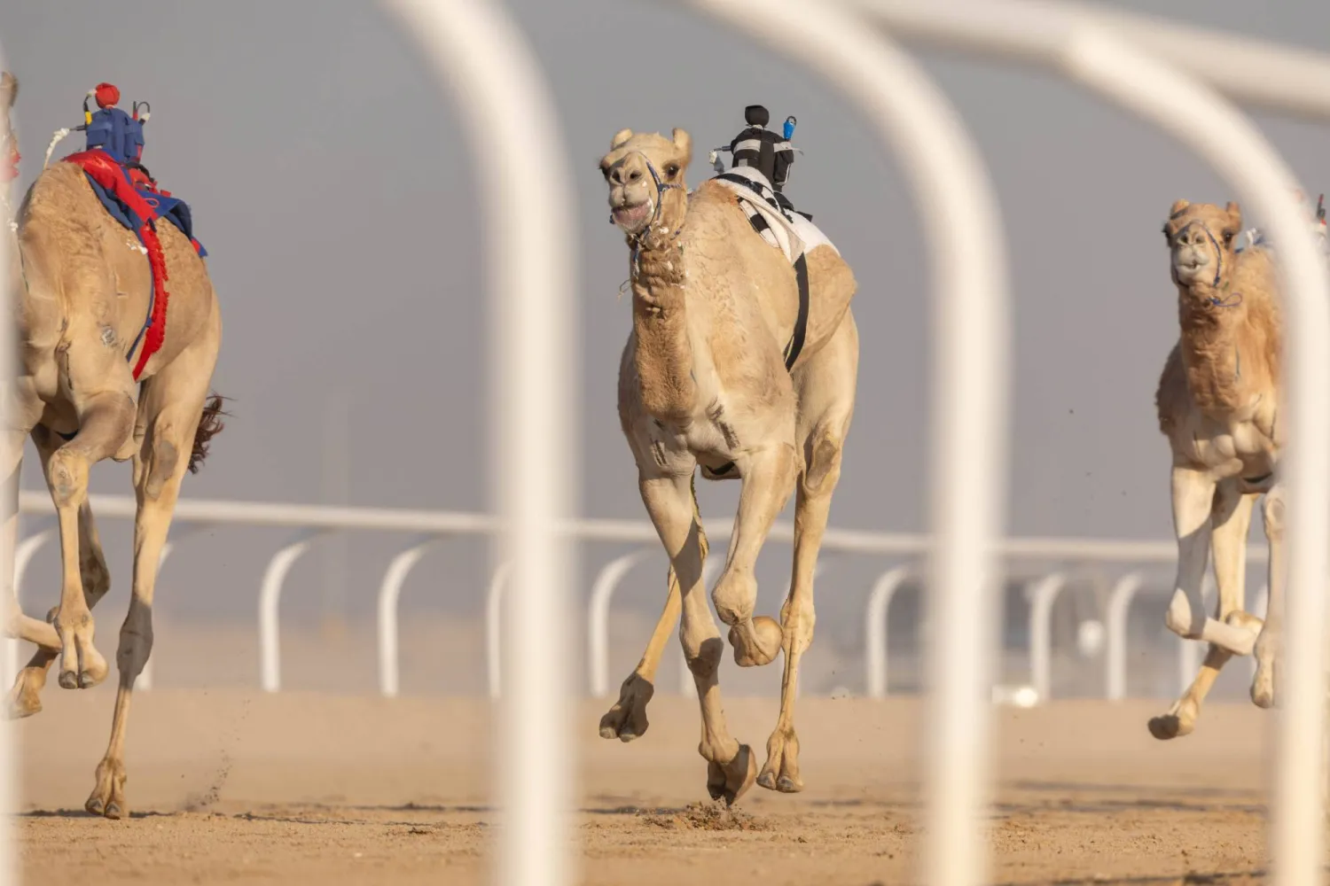 يتنافس ملاك الهجن على جوائز تتجاوز قيمتها 70 مليون ريال سعودي (الشرق الأوسط)