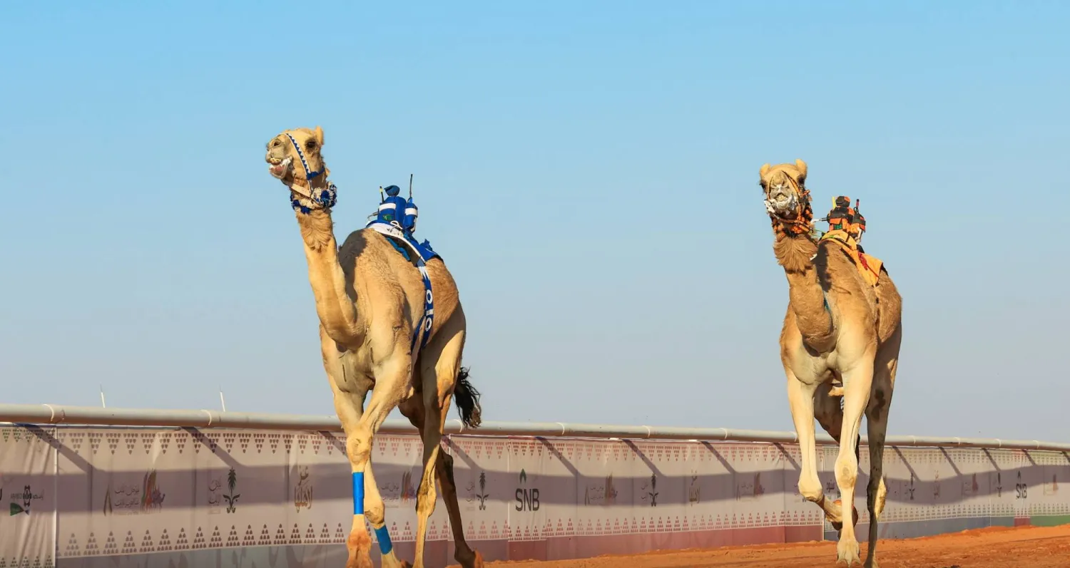 نحو 684 مطية شاركت الأربعاء (نادي الإبل)