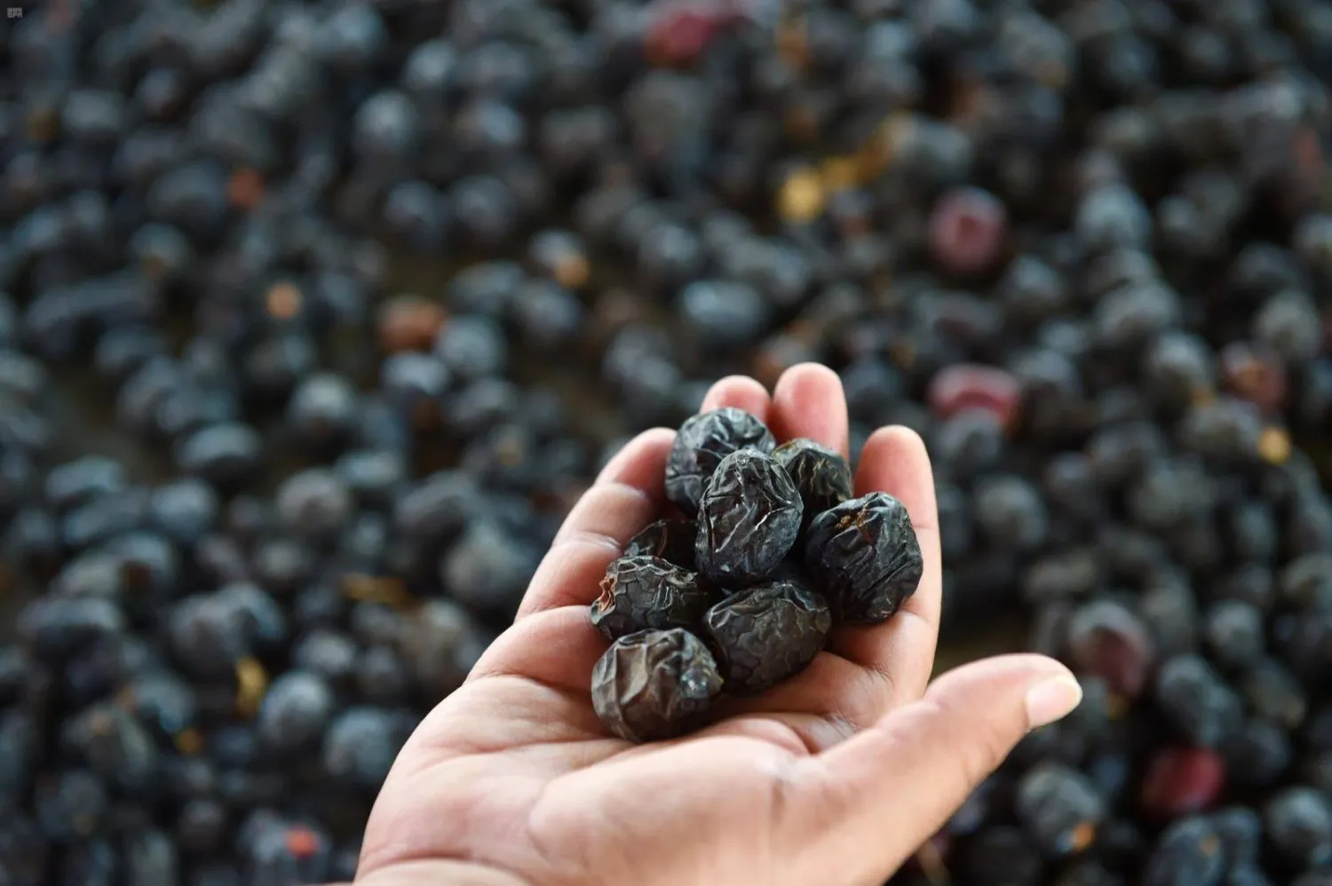 تعد العجوة ذات أهمية كبيرة في القيمة الغذائية (واس)