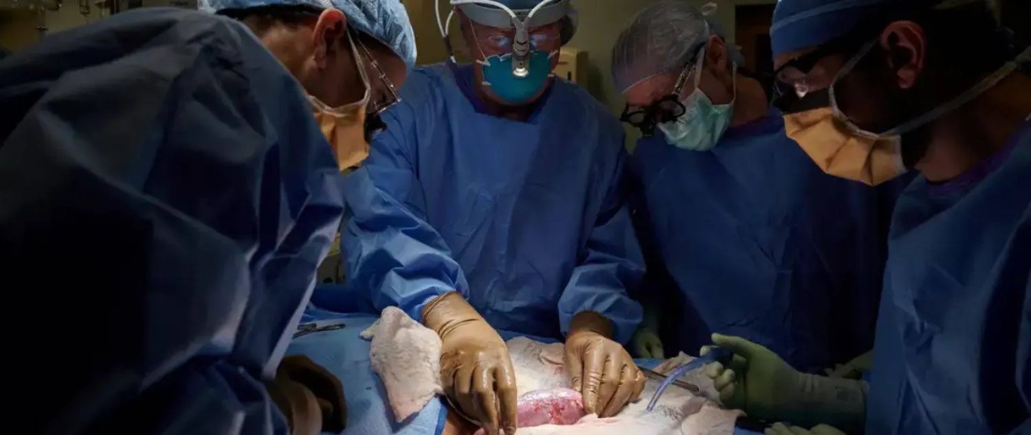 أول عملية زرع كلية خنزير في جسم إنسان (جامعة نيويورك)