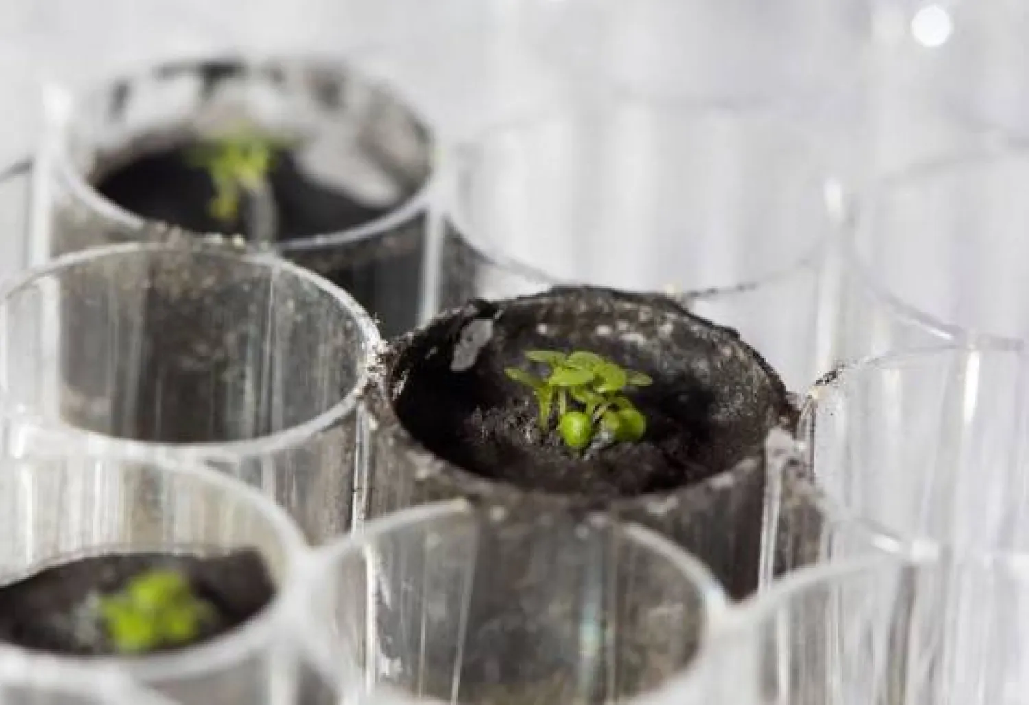 ابتكار جهاز يسرّع إنبات البذور !