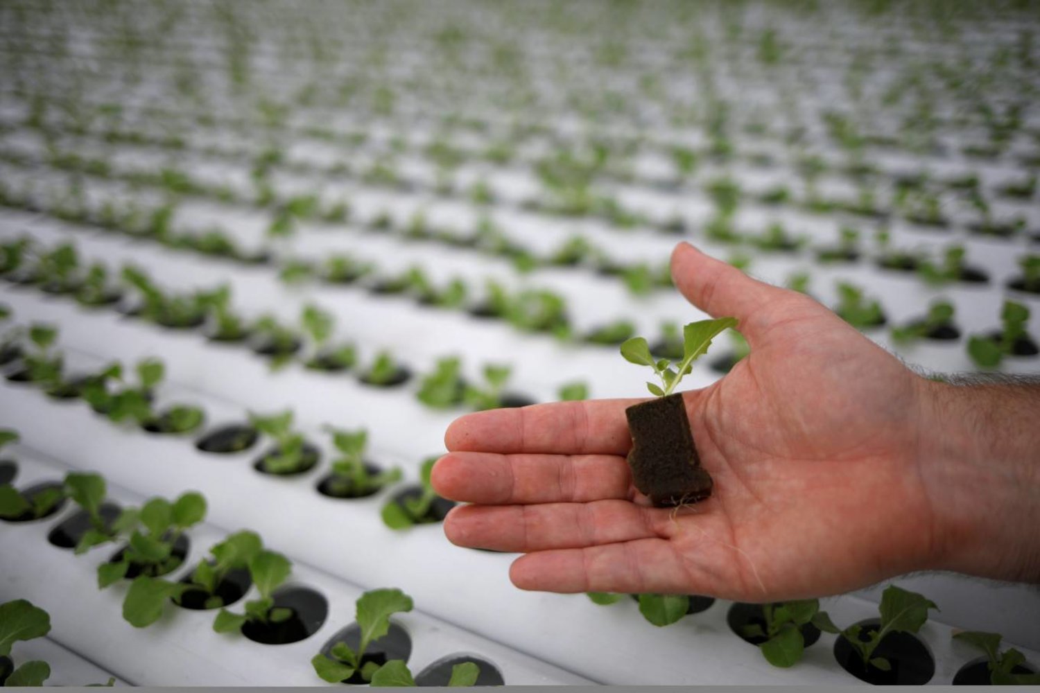 Electrically Conductive Soil to Enhance Hydroponics