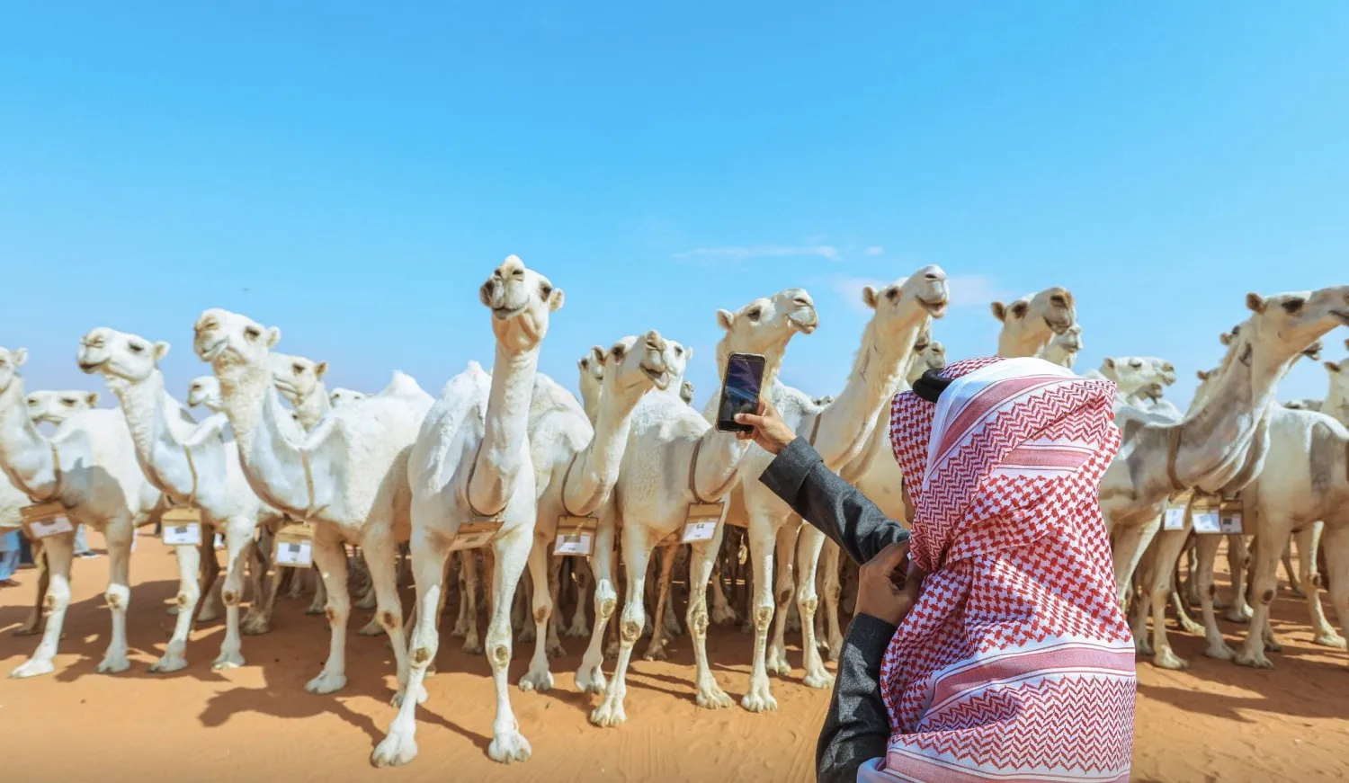 قيمة الجوائز المرصودة لأشواط الرموز بالصياهد نحو 18 مليون ريال (نادي الإبل)