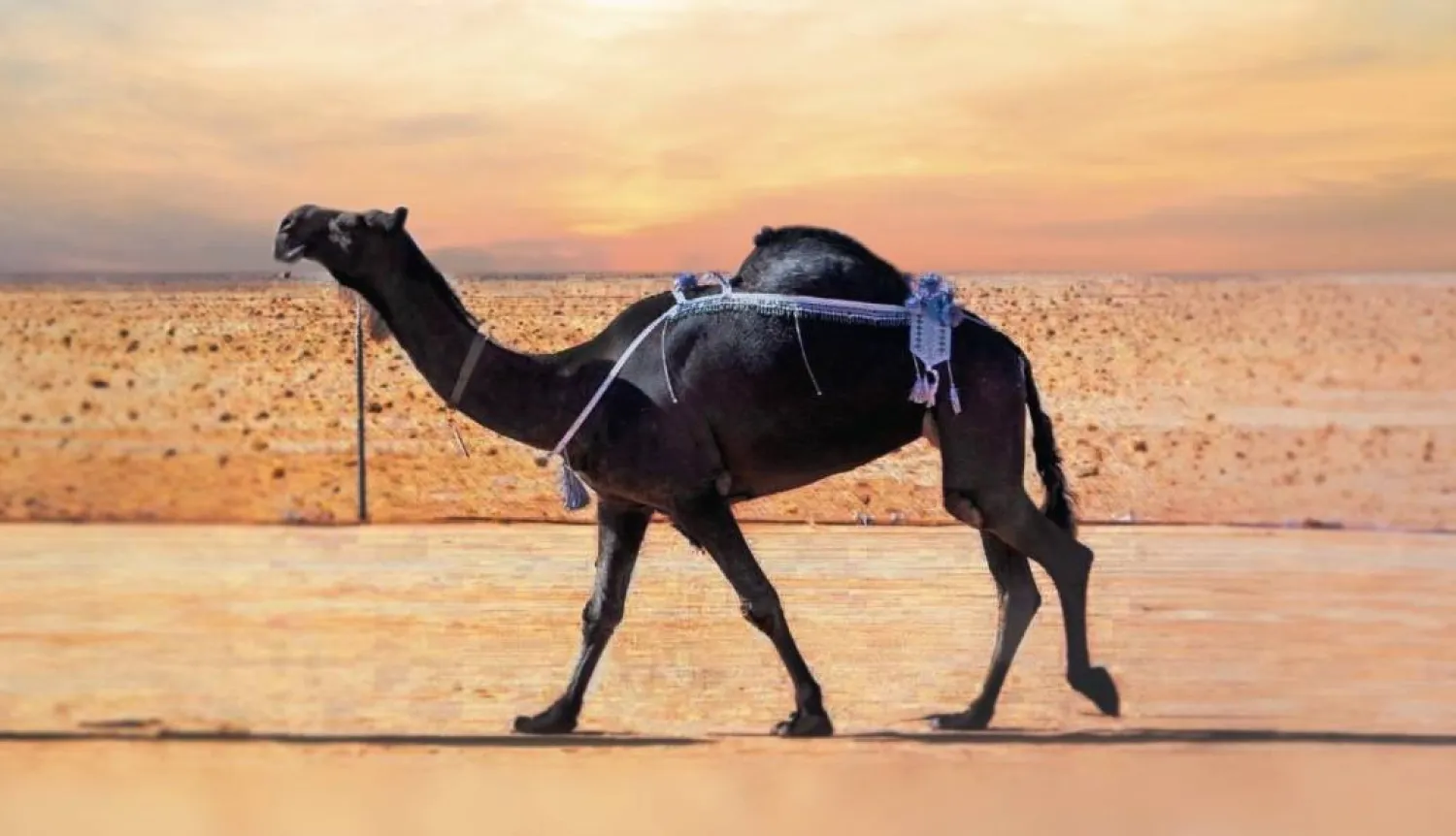 الفردية الذاير لمالكها حمد بن لبدان المري (نادي الأبل)