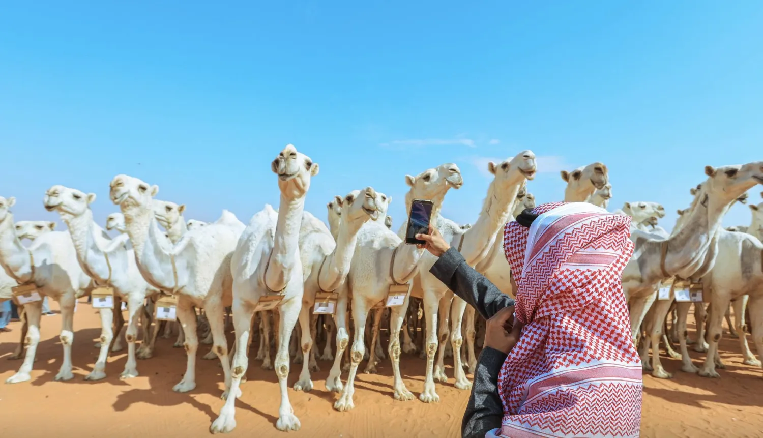 شهد سوق الإبل بالمهرجان إقبالًا كبيرًا من المستثمرين (نادي الأبل)