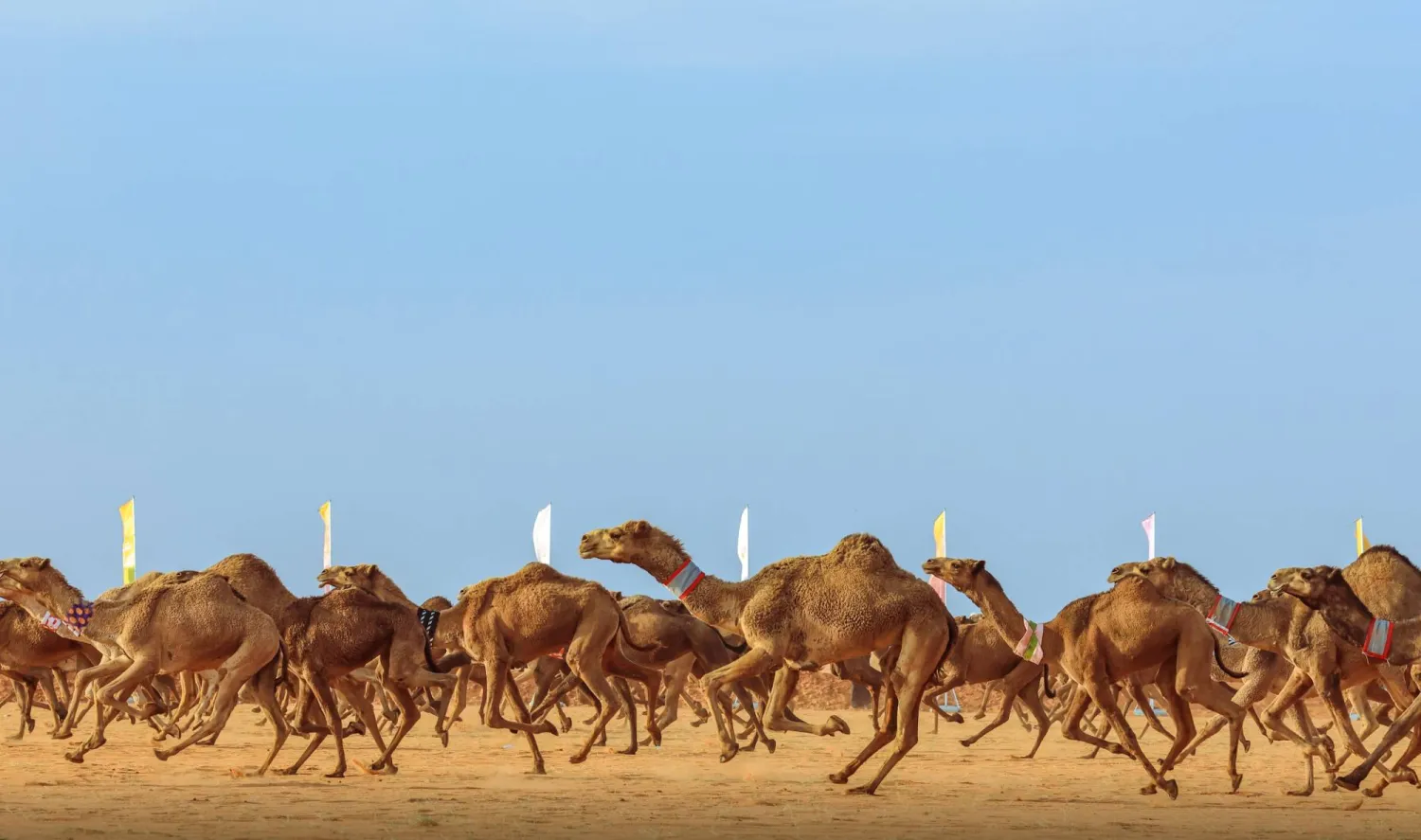 من سباق «الهجيج» بمهرجان الملك عبد العزيز للإبل (نادي الإبل)