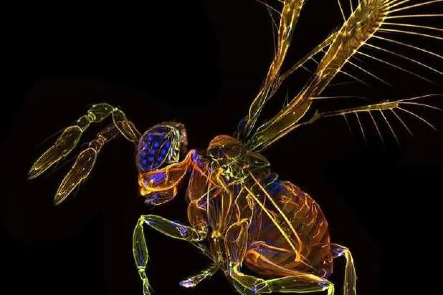 أحد أنواع الدبابير المكتشفة (متحف التاريخ الطبيعي)