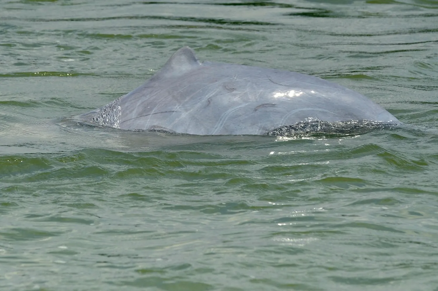 This file photo taken on December 6, 2012 shows a dolphin in the Mekong river in Kratie province, northeast of the capital Phnom Penh. (AFP)