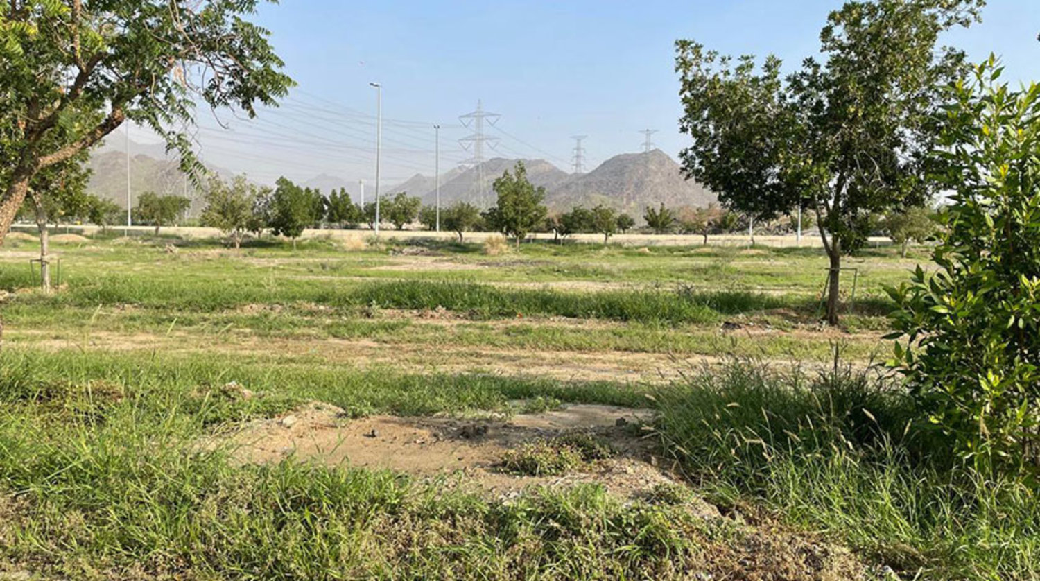 Mekke'de yağışların ardından dağlar ve ovalar yeşile büründü