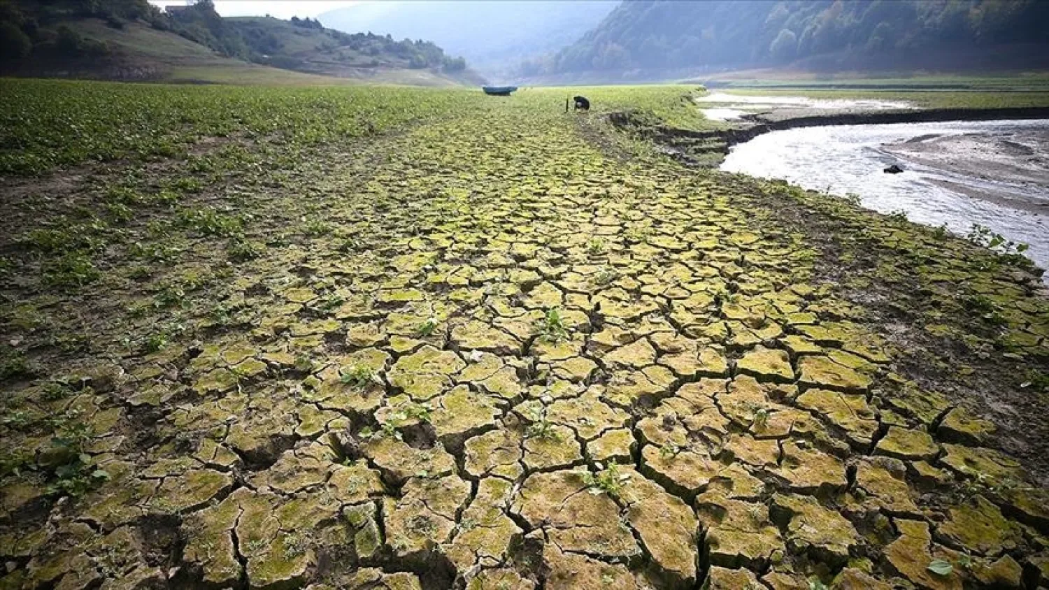 AA