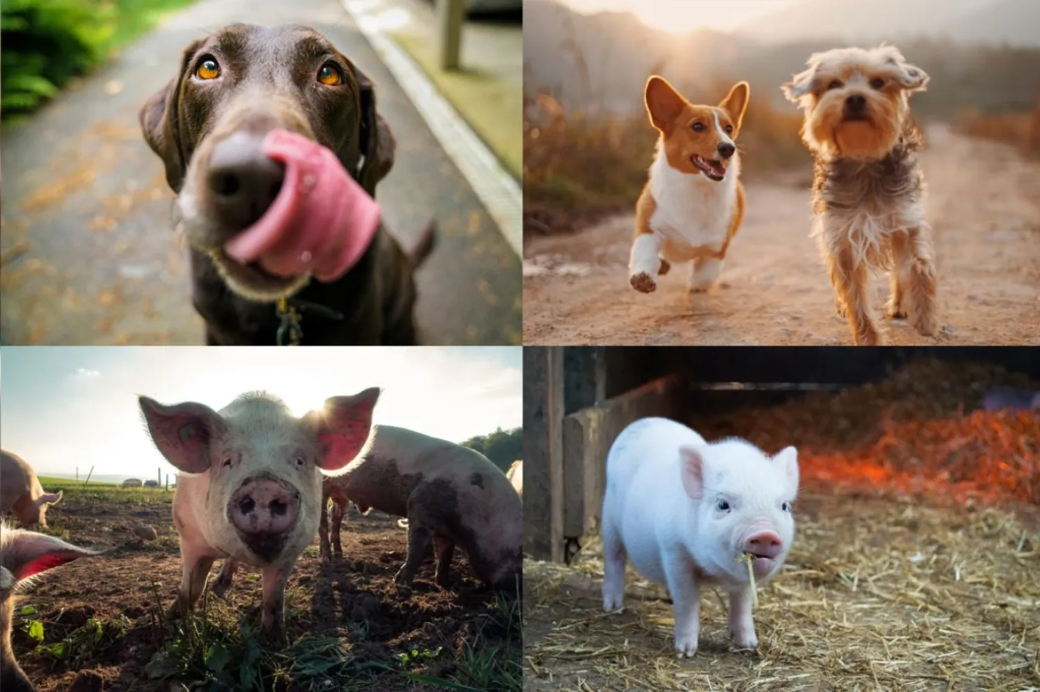 Araştırmacılar, köpek ve domuzların insanlarla farklı şekilde iletişim kurduğunu fark etti (Pixabay)

