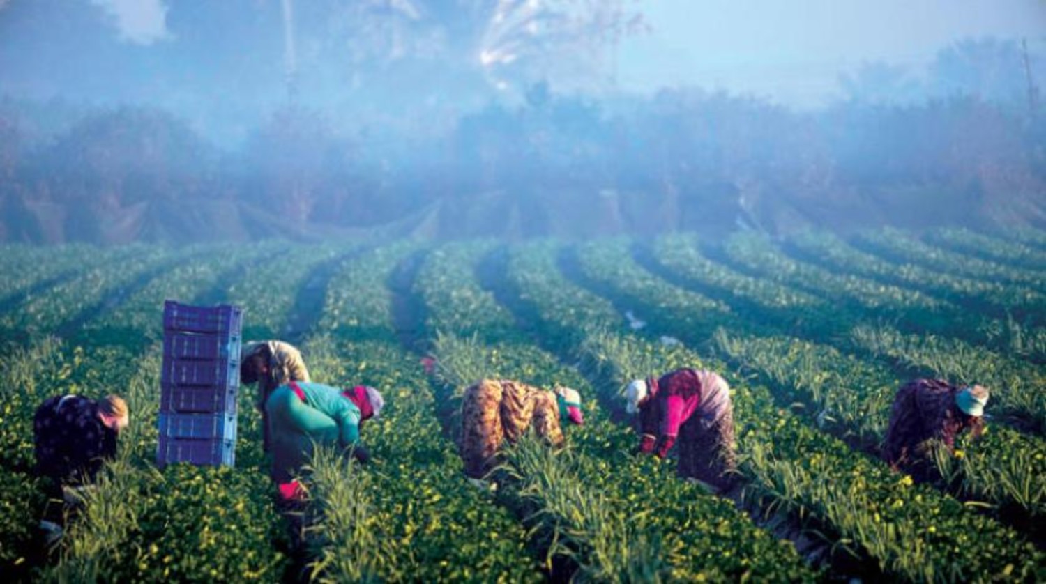 Agricultural Investment Opportunities in Egypt