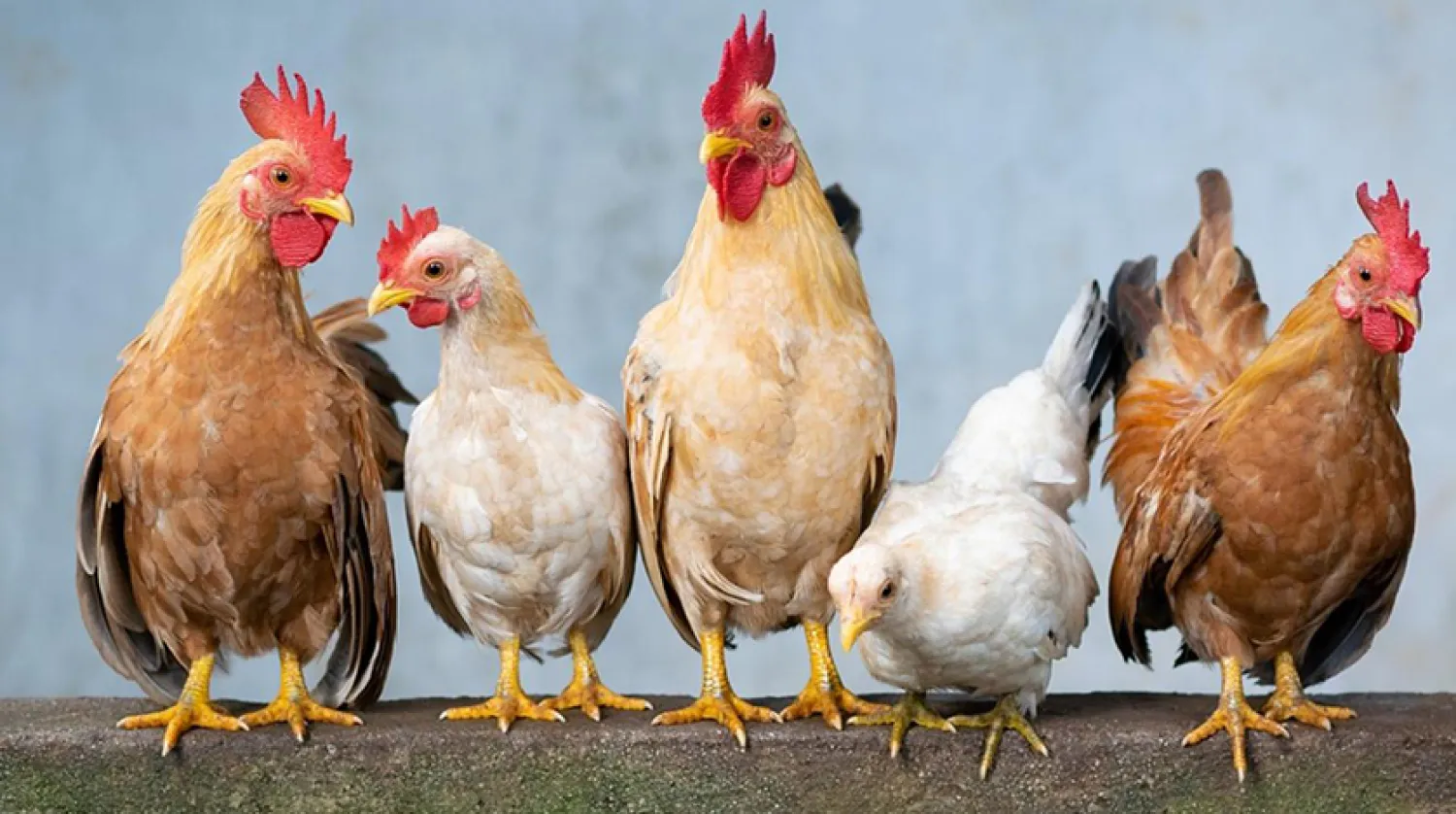 Muhabirin tattığı yapay tavuk eti, ABD Gıda ve İlaç İdaresi'nden ilk onayını kasım ayında almıştı (Pixabay)