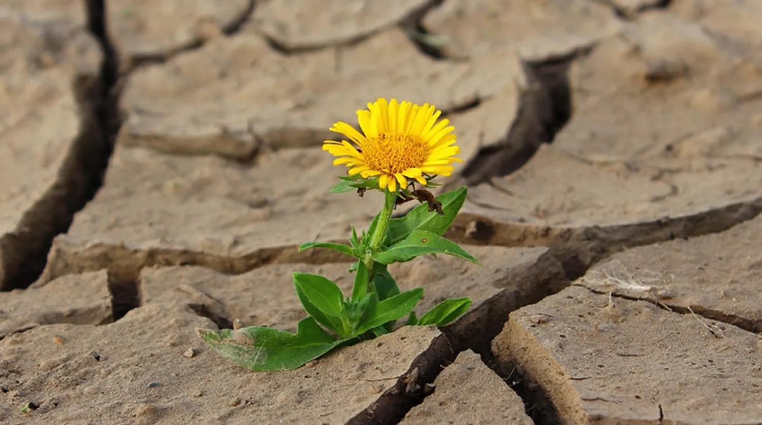 Normalin üstündeki hava sıcaklıkları nedeniyle Avrupa'da halen yeterli kar yağışı görülmemesi de durumu kötüleştiriyor (Pixabay)