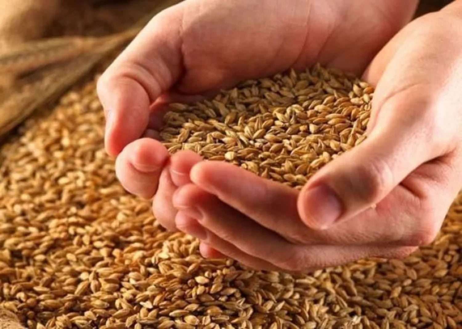 مصر تنوع وارداتها من القمح لتجاوز تداعيات الحرب في أوكرانيا