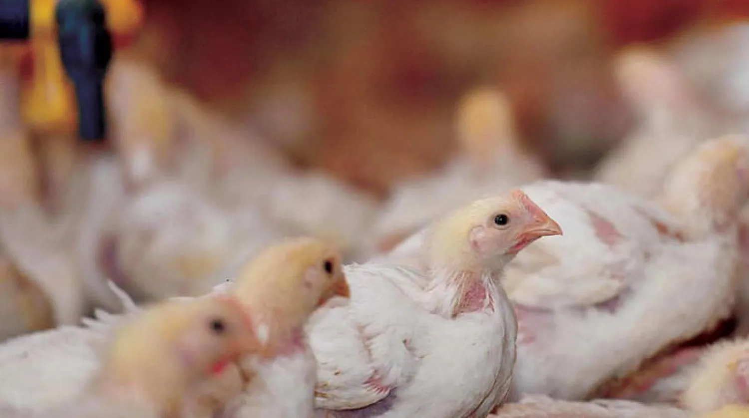 خطة سعودية لتحقيق الاكتفاء الذاتي من إنتاج الدواجن في السعودية (الشرق الأوسط)