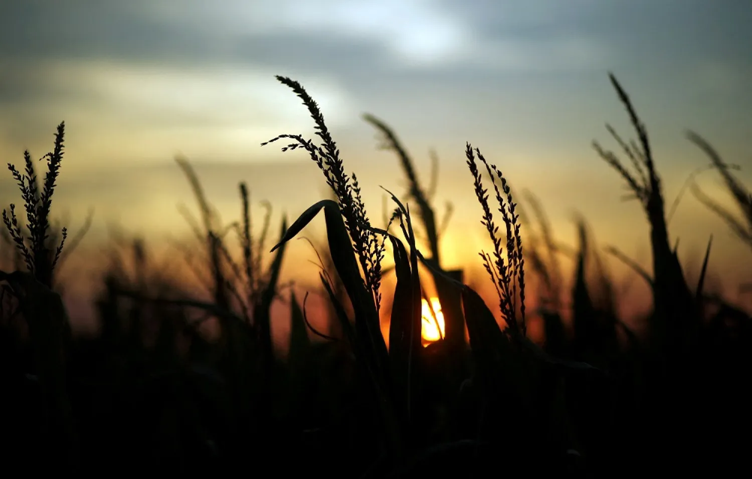 Corn plants are seen at sunset in a farm near Rafaela, Argentina, April 9, 2018. (Reuters)