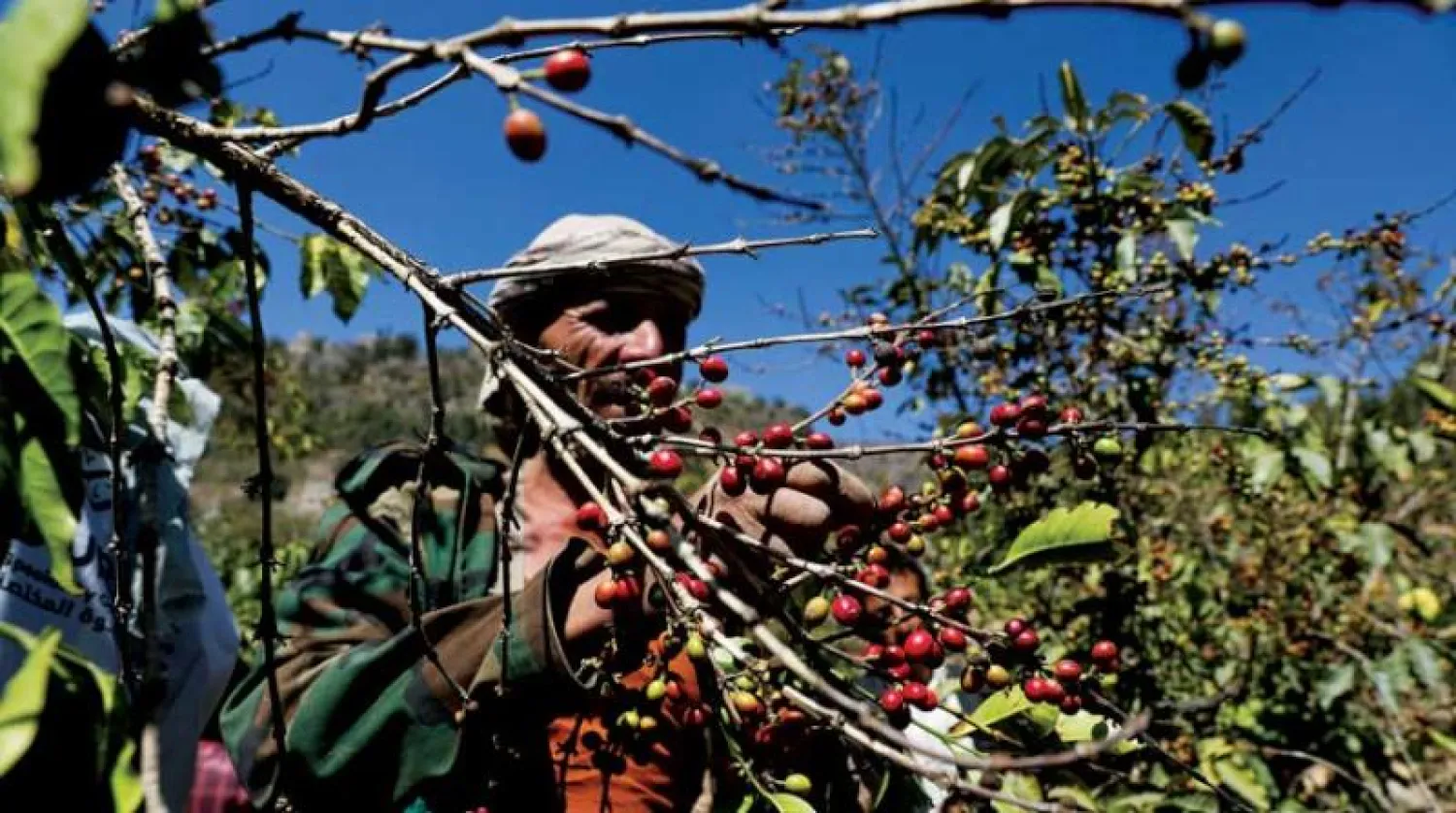 مزارع يجني حبوب البن في حراز بالقرب من العاصمة اليمنية صنعاء