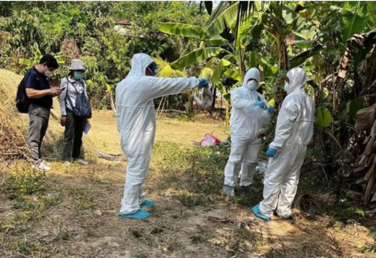 الفتاة الكمبودية التي توفيت بفيروس «H5N1» لم يكن لديها السلالة المثيرة للقلق «2.3.4.4b» (المصدر: وزارة الصحة الكمبودية)